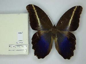  ( - DZ_70.959)  @11 [ ] c (2025) Suianne Cajé UFPR