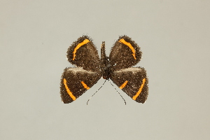  ( - DZ75.218)  @11 [ ] c (2025) Diego Dolibaina UFPR