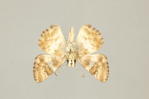  (Clito bibulus - DZ75.449)  @11 [ ] c (2025) UFPR UFPR