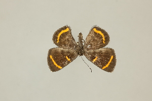  ( - DZ75.219)  @11 [ ] c (2025) Diego Dolibaina UFPR