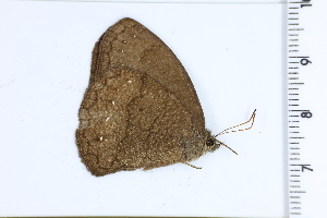  ( - DRD1371)  @11 [ ] c  Diego Dolibaina Universidade Federal do Parana