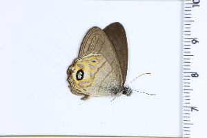  ( - DRD1435)  @11 [ ] c  Diego Dolibaina Universidade Federal do Parana