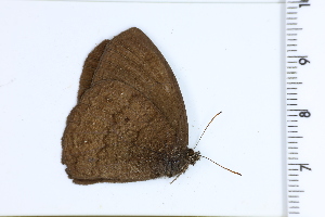  ( - DRD1372)  @11 [ ] c  Diego Dolibaina Universidade Federal do Parana