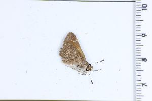  (Vehilius warreni - DRD1724)  @11 [ ] c  Diego Dolibaina Universidade Federal do Parana