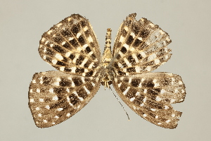  ( - DZ75.220)  @11 [ ] c (2025) Diego Dolibaina UFPR