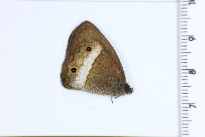  ( - DRD1373)  @11 [ ] c  Diego Dolibaina Universidade Federal do Parana