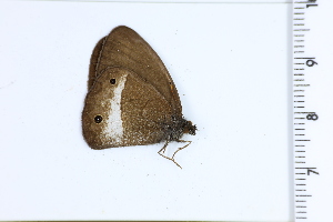  ( - DRD1374)  @11 [ ] c  Diego Dolibaina Universidade Federal do Parana