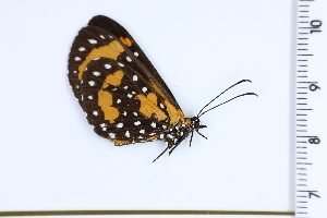  (Stalachtis - DRD1182)  @11 [ ] c  Diego Dolibaina Universidade Federal do Parana