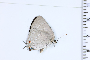  ( - DRD1015)  @11 [ ] c  Diego Dolibaina Universidade Federal do Parana