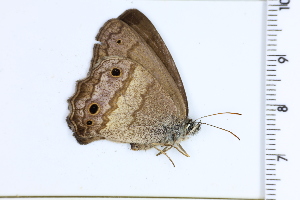  ( - DRD1441)  @11 [ ] c  Diego Dolibaina Universidade Federal do Parana