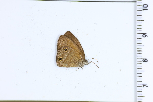  ( - DRD1736)  @11 [ ] c  Diego Dolibaina Universidade Federal do Parana