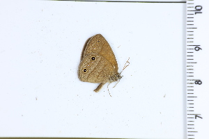  (Pharneuptychia inocentia - DRD1737)  @11 [ ] c  Diego Dolibaina Universidade Federal do Parana