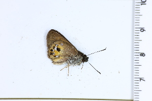  (Pheraeus unia - DRD1494)  @11 [ ] c  Diego Dolibaina Universidade Federal do Parana