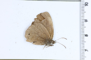  (Yphthimoides patricia - DRD1739)  @11 [ ] c  Diego Dolibaina Universidade Federal do Parana