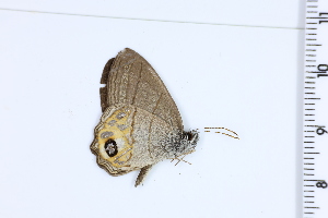  (Argentaria pagyris - DRD1027)  @11 [ ] c  Diego Dolibaina Universidade Federal do Parana