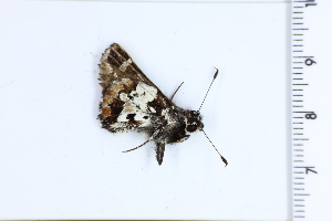  (Thespieus himella - DRD1389)  @11 [ ] c  Diego Dolibaina Universidade Federal do Parana