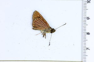  ( - DRD1497)  @11 [ ] c  Diego Dolibaina Universidade Federal do Parana