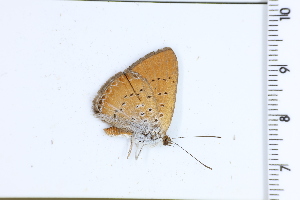  ( - DRD1741)  @11 [ ] c  Diego Dolibaina Universidade Federal do Parana