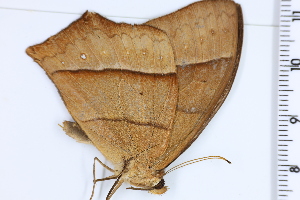  (Taygetis acuta - DRD1028)  @11 [ ] c  Diego Dolibaina Universidade Federal do Parana