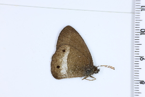  (Forsterinaria pronophila - DRD1031)  @11 [ ] c  Diego Dolibaina Universidade Federal do Parana