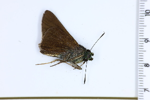  (Oxynthes egma - DRD1201)  @11 [ ] c  Diego Dolibaina Universidade Federal do Parana