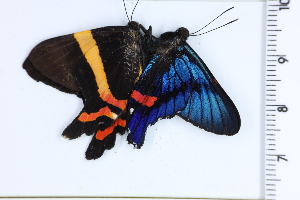  ( - DRD1459)  @11 [ ] c  Diego Dolibaina Universidade Federal do Parana