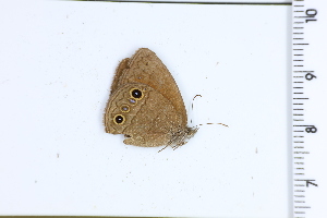  ( - DRD1748)  @11 [ ] c  Diego Dolibaina Universidade Federal do Parana