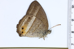  (Yphthimoides borasta - DRD1206)  @11 [ ] c  Diego Dolibaina Universidade Federal do Parana