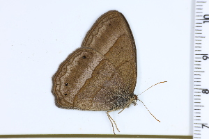  (Yphthimoides straminea - DRD1207)  @11 [ ] c  Diego Dolibaina Universidade Federal do Parana