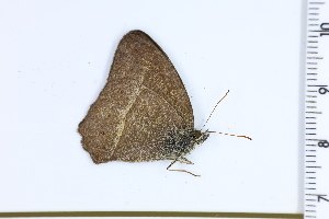  (Yphthimoides angularis - DRD1211)  @11 [ ] c  Diego Dolibaina Universidade Federal do Parana