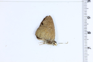  (Myrinia santa - DRD1815)  @11 [ ] c  Diego Dolibaina Universidade Federal do Parana