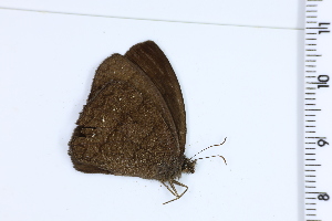  ( - DRD1167)  @11 [ ] c  Diego Dolibaina Universidade Federal do Parana