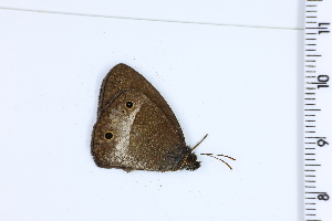  ( - DRD1168)  @11 [ ] c  Diego Dolibaina Universidade Federal do Parana