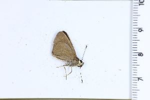  ( - DRD1532)  @11 [ ] c  Diego Dolibaina Universidade Federal do Parana