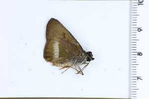  (Caligulana caligula - DRD1535)  @11 [ ] c  Diego Dolibaina Universidade Federal do Parana