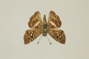  ( - DZ75.250)  @11 [ ] c (2025) Diego Dolibaina UFPR