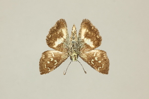  ( - DZ75.250)  @11 [ ] c (2025) Diego Dolibaina UFPR