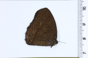  ( - DRD1269)  @11 [ ] c  Diego Dolibaina Universidade Federal do Parana