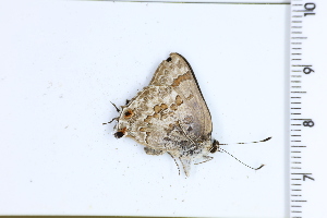  ( - DRD1571)  @11 [ ] c  Diego Dolibaina Universidade Federal do Parana