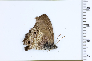  (Carminda - DRD1273)  @11 [ ] c  Diego Dolibaina Universidade Federal do Parana