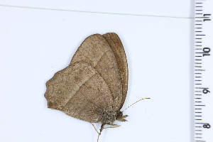  (Yphthimoides gabriela - DRD1107)  @11 [ ] c  Diego Dolibaina Universidade Federal do Parana