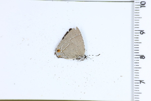  ( - DRD1577)  @11 [ ] c  Diego Dolibaina Universidade Federal do Parana