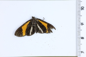  ( - DRD1279)  @11 [ ] c  Diego Dolibaina Universidade Federal do Parana