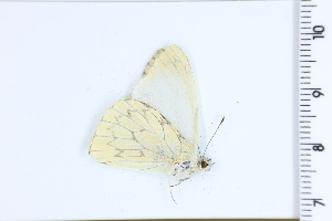  ( - DRD1280)  @11 [ ] c  Diego Dolibaina Universidade Federal do Parana