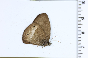  ( - DRD1585)  @11 [ ] c  Diego Dolibaina Universidade Federal do Parana