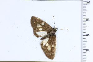  ( - DRD1589)  @11 [ ] c  Diego Dolibaina Universidade Federal do Parana