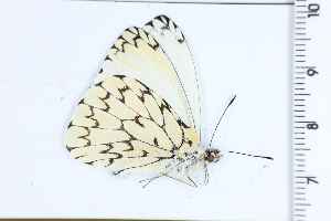  ( - DRD1596)  @11 [ ] c  Diego Dolibaina Universidade Federal do Parana