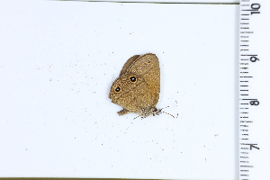  ( - DRD1603)  @11 [ ] c  Diego Dolibaina Universidade Federal do Parana