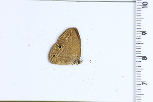  ( - DRD1604)  @11 [ ] c  Diego Dolibaina Universidade Federal do Parana