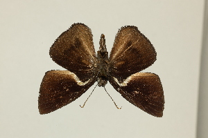  ( - DZ75.392)  @11 [ ] c (2025) Diego Dolibaina UFPR